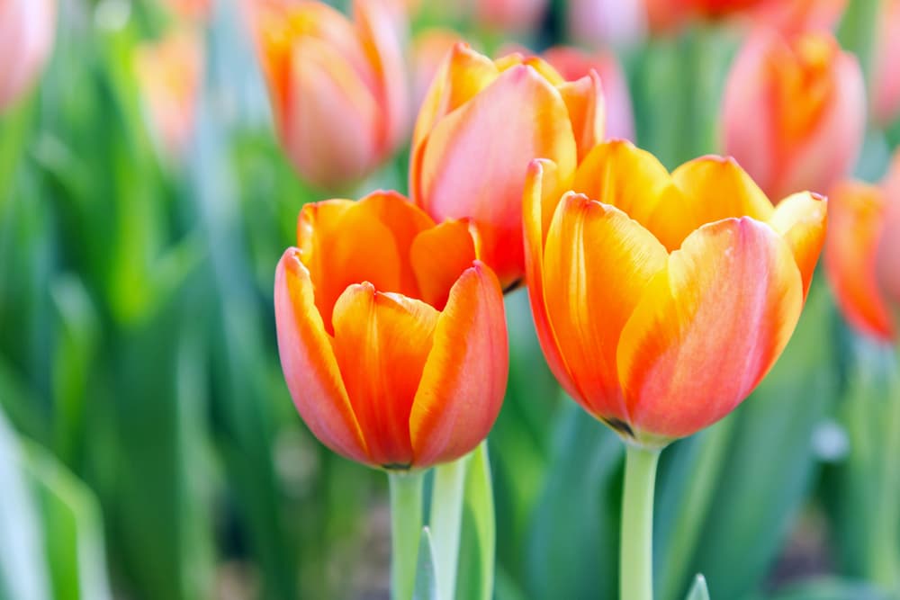 orange and yellow tulips