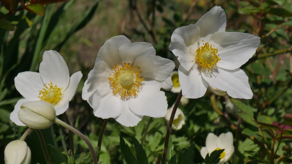 white Anemone flowers