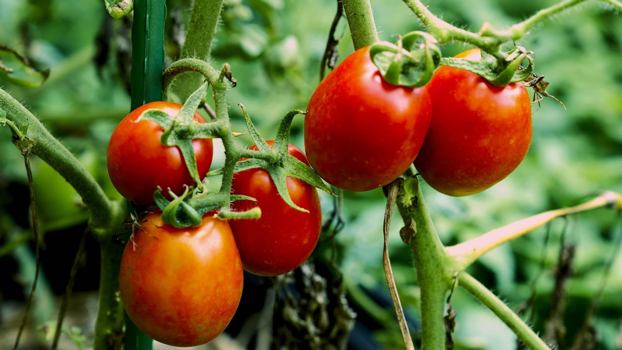 Roma Tomatoes Plant Care & Growing Tips Horticulture.co.uk