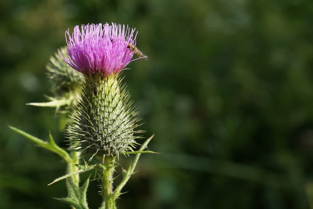 Cirsium vulgare in focus