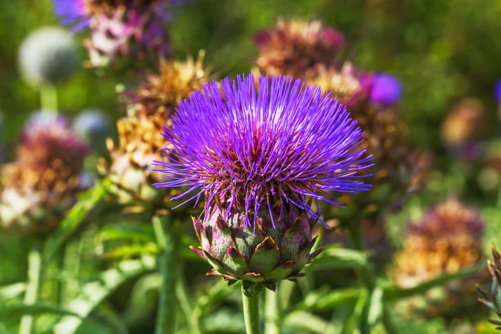 Cynara cardunculus in focus