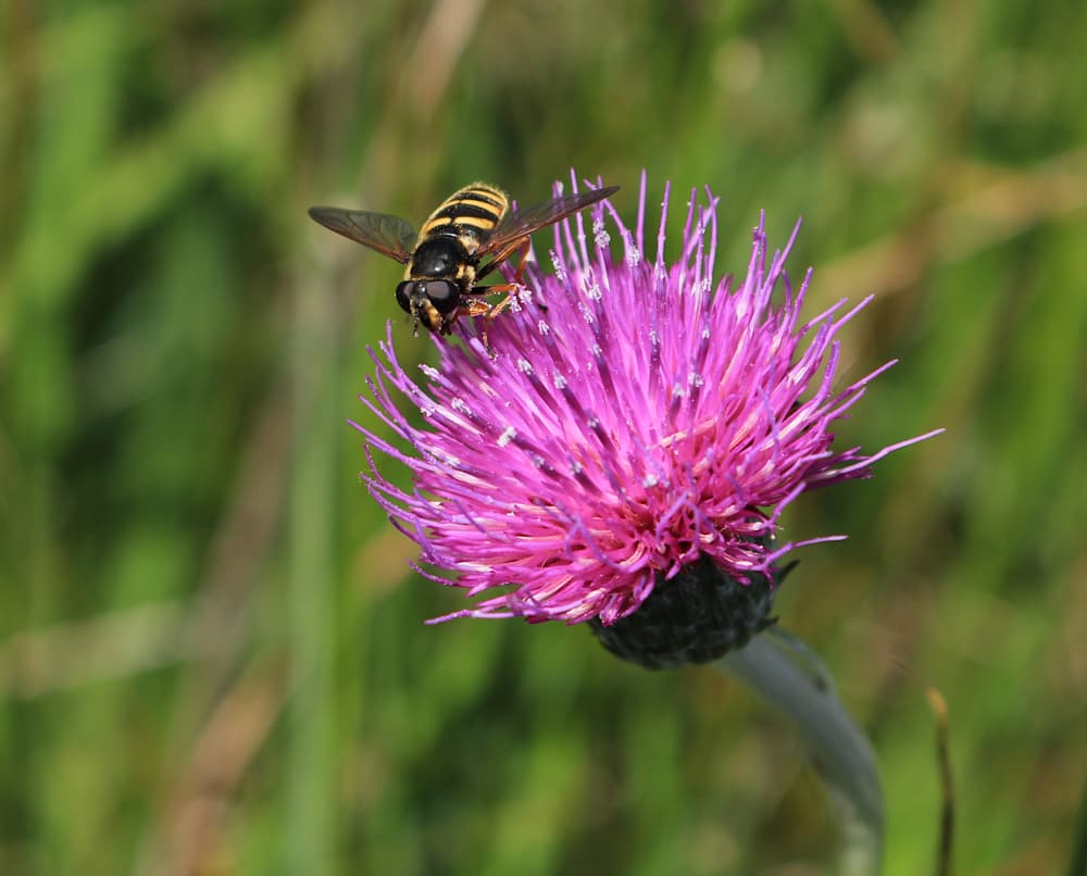 Cirsium dissectum with a hoverfly
