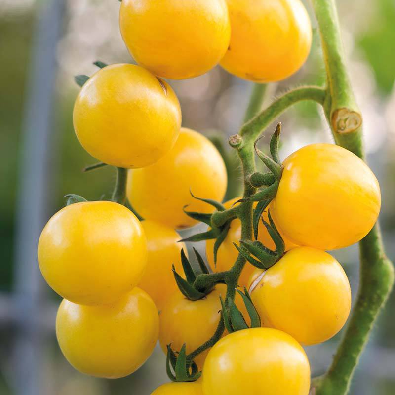 yellow &lsquo;gold nugget&rsquo; tomatoes on the vine