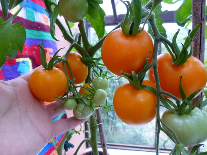 large orange Jen&rsquo;s Tangerine tomatoes growing by a window