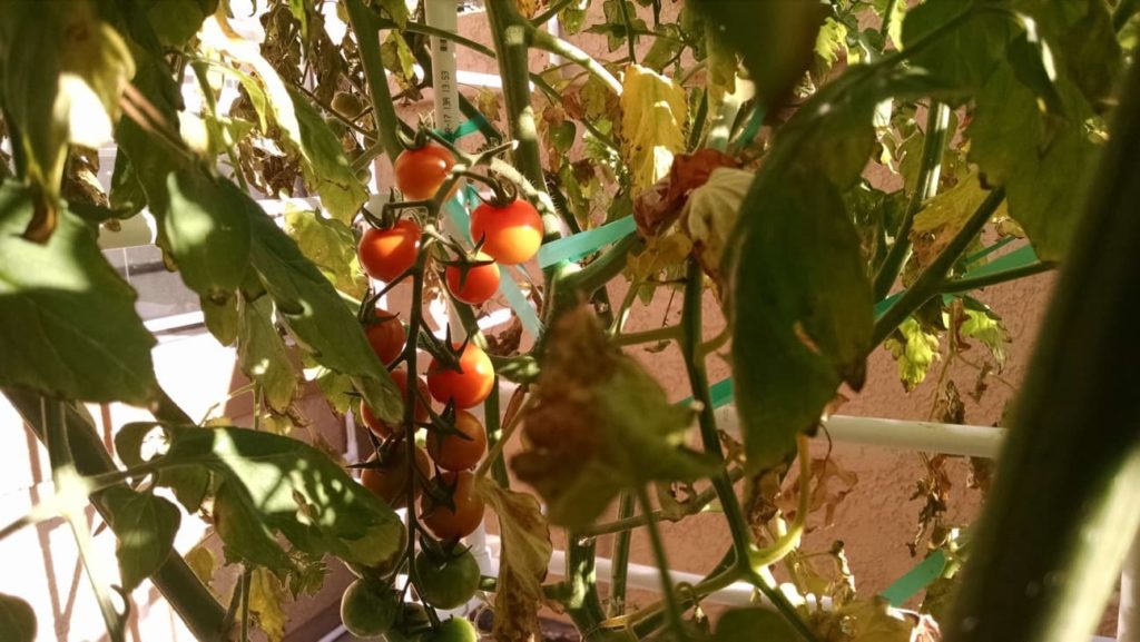 Orange Paruche tomatoes growing on the vine
