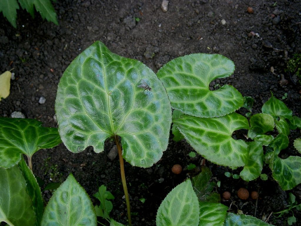 Beesia calthifolia leaves in moist soil