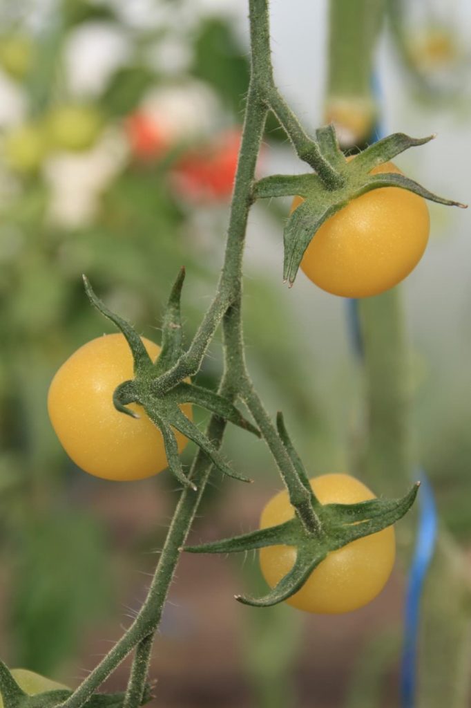 small white cherry toms
