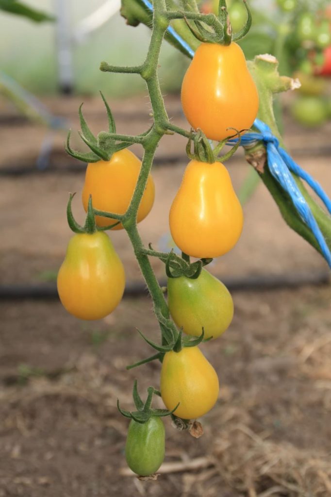 yellow submarine tomatoes with a rounded pear shape hanging from the vine