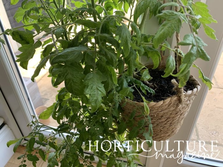 9 Steps To Grow Tomatoes In Hanging Baskets Horticulture