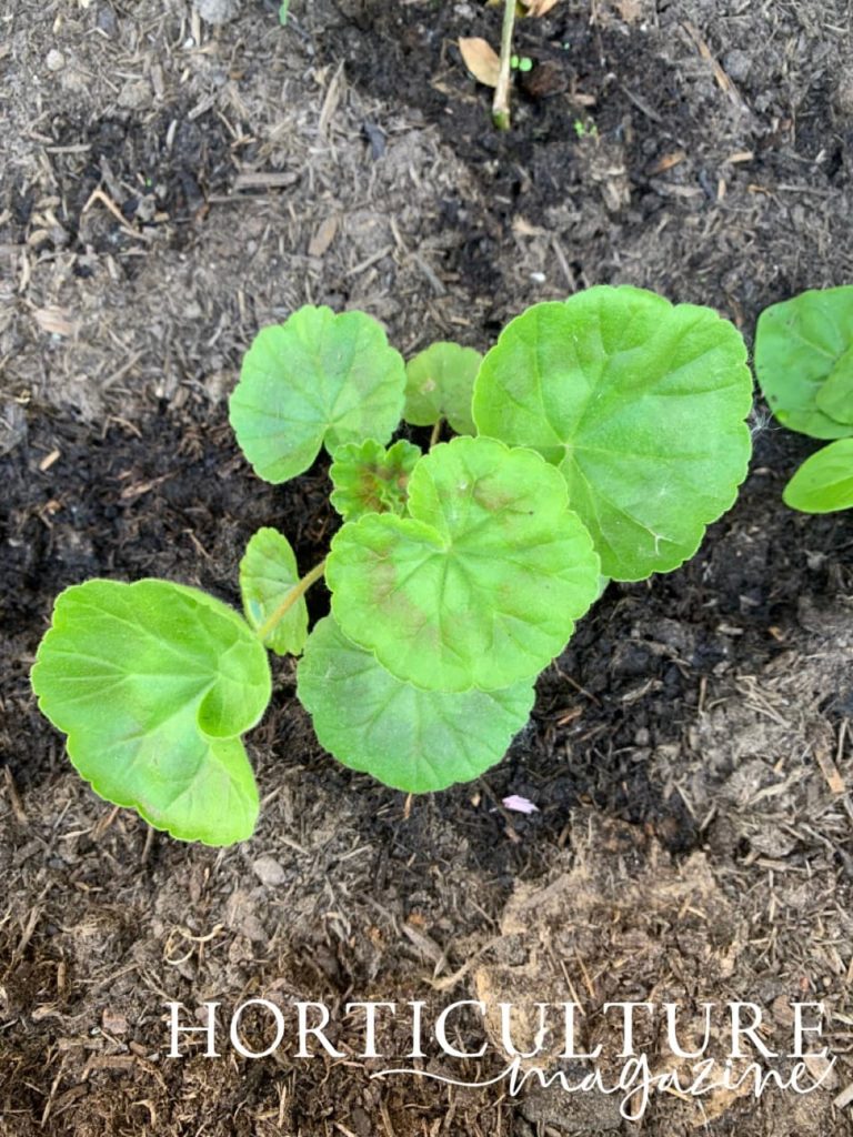 a geranium seedling that has been planted out in compost