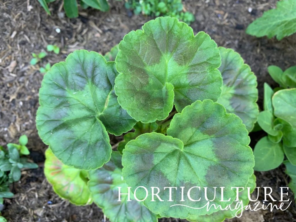 foliage of a matured geranium seedling in the garden