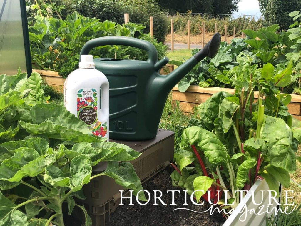 watering can and bottle of fertiliser next to raised beds with rhubarb and other plants in sight