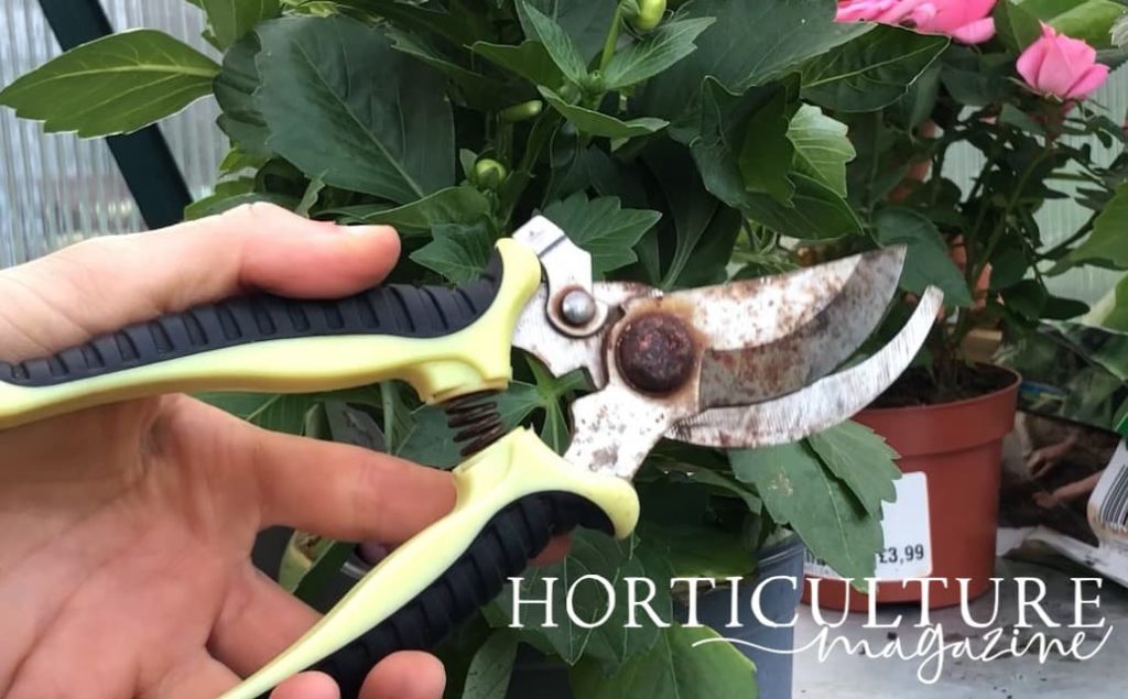 yellow secateurs held in hands and shown in front of dahlia plant