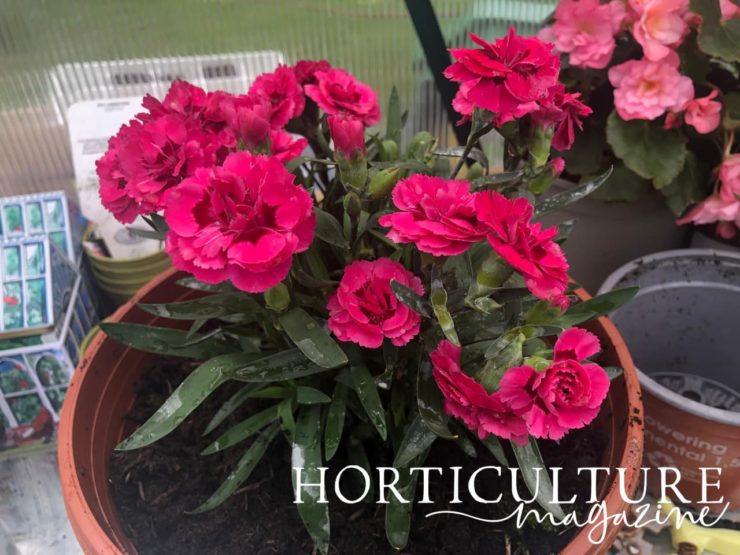 Growing Dianthus In Containers Horticulture Magazine