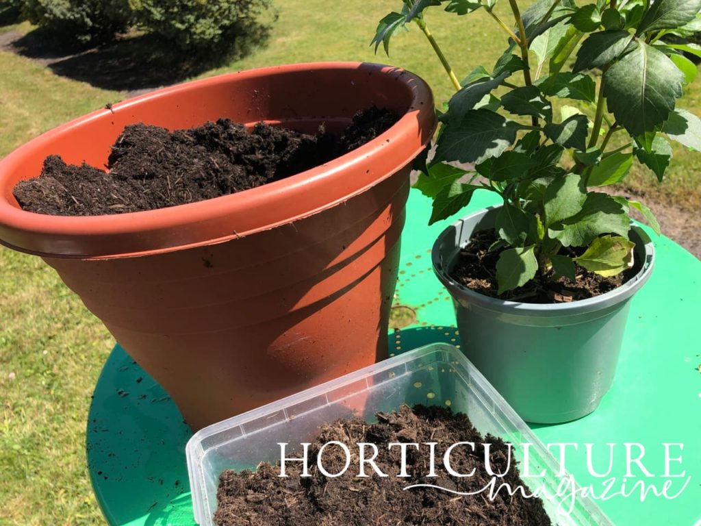 a large container with potting soil and a potted dahlia plant on a green garden table