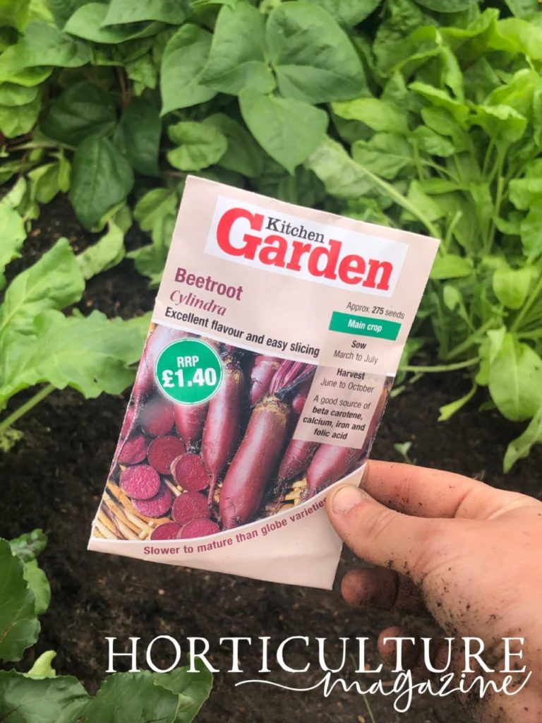 packet of beetroot seeds being held against vegetable beds