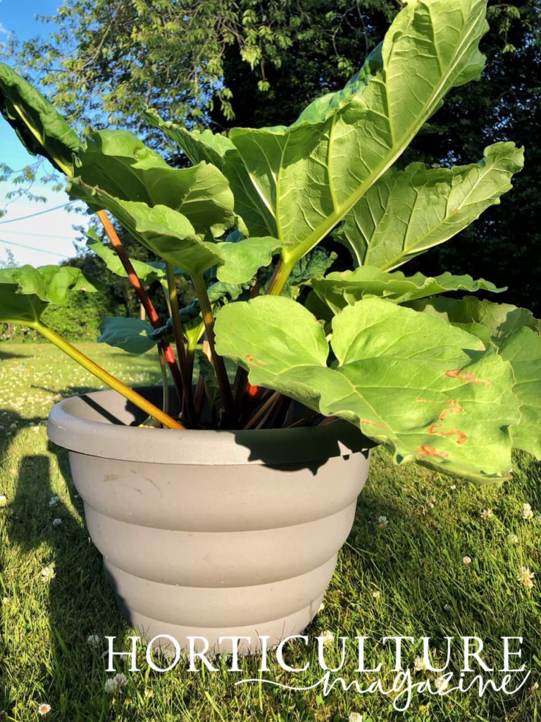 large rhubarb foliage growing out of a large garden plant pot