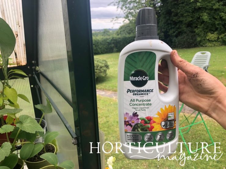 Geraniums Feeding & Watering Guidelines Horticulture.co.uk