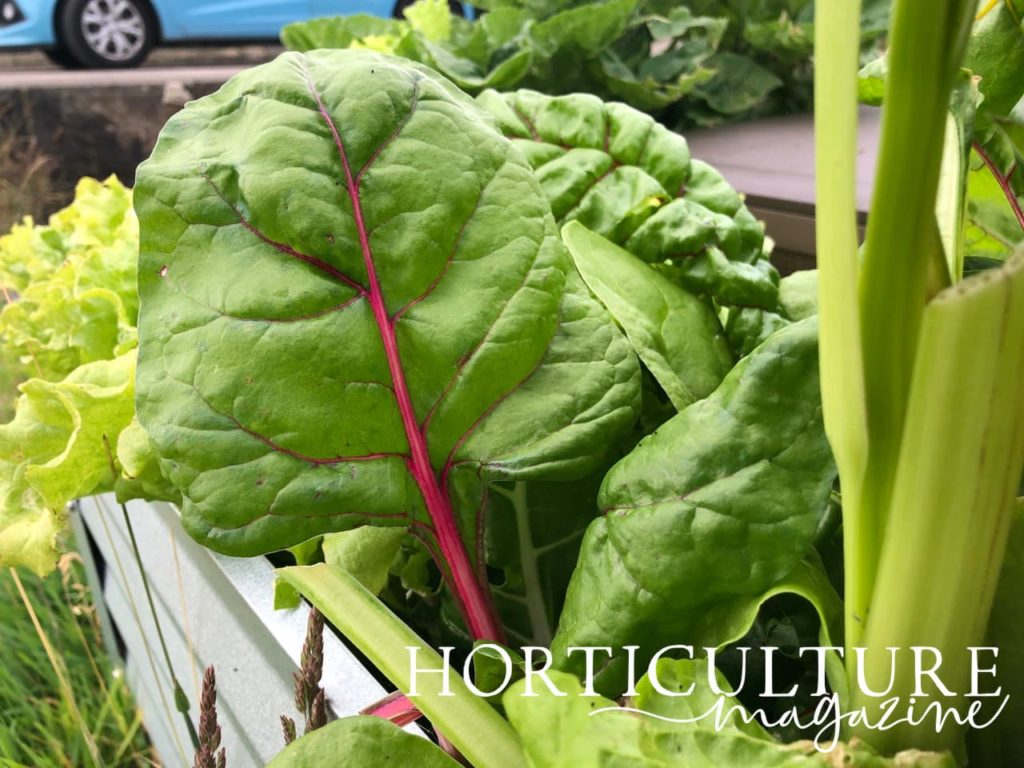 leafy swiss chard in a raised planter