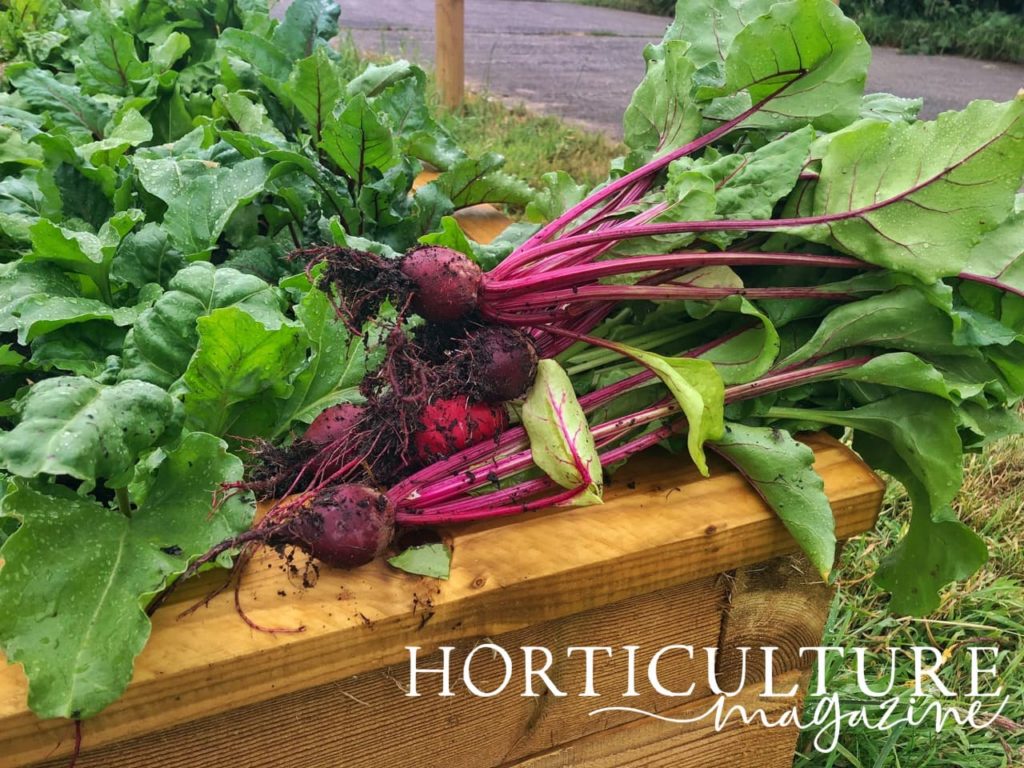 freshly harvested beetroot on the side of a raised planter