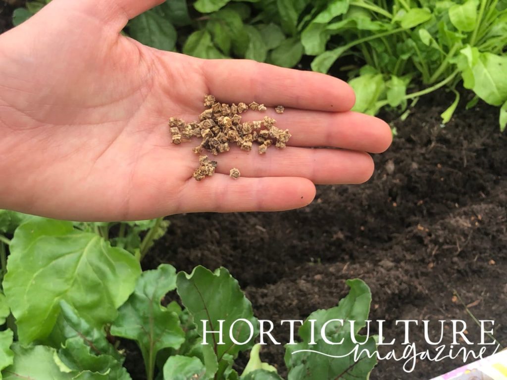 beetroot seeds in an open palm