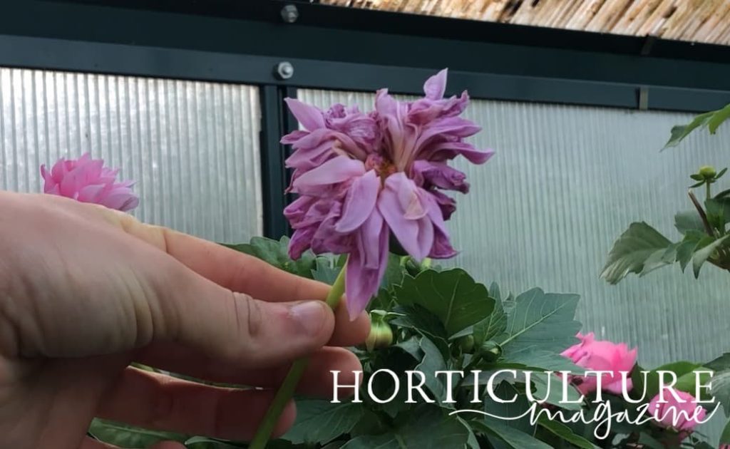 spent pink blooms of a dahlia flower that has wilted