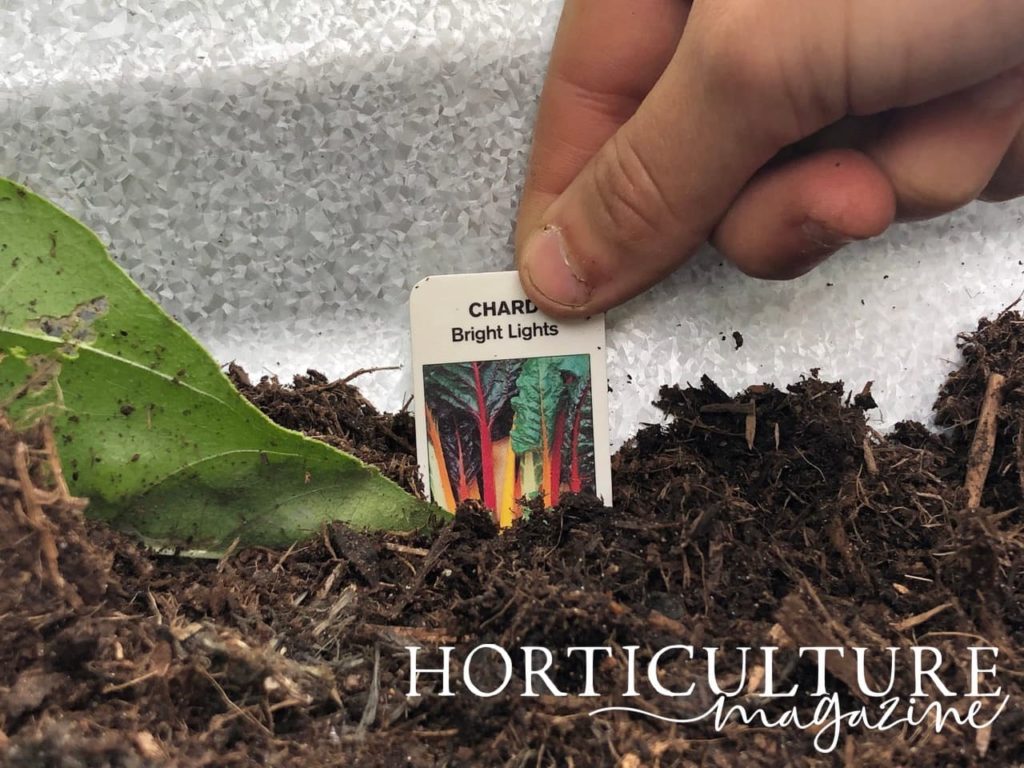hand placing chard ‘bright lights’ marker in compost