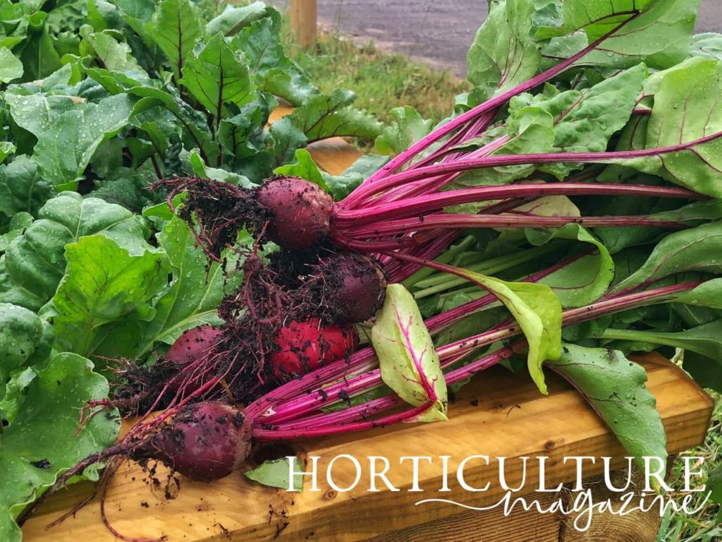 beetroot pulled from the ground