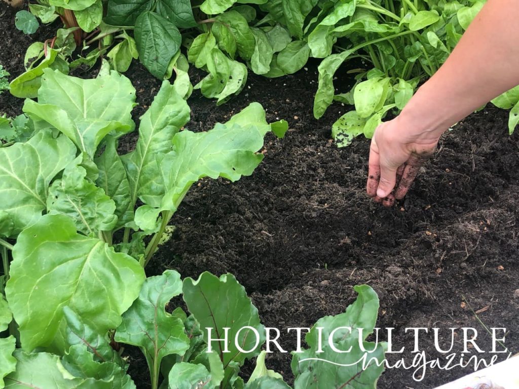 sowing beetroot seeds into rows