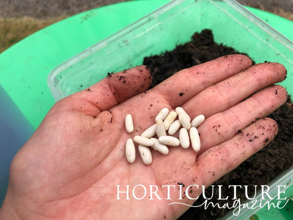 hand showing dwarf french beans seeds with potting soil in the background