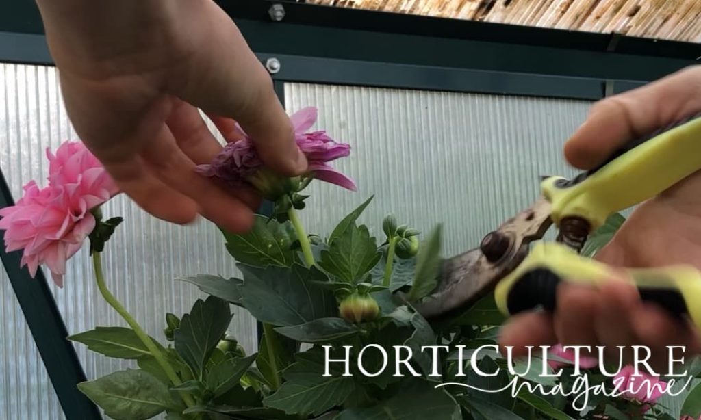 another angle of dahlia plant deadheading