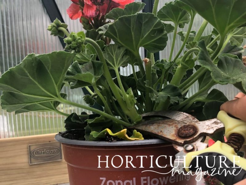 How To Take Geranium Cuttings For Propagation Horticulture