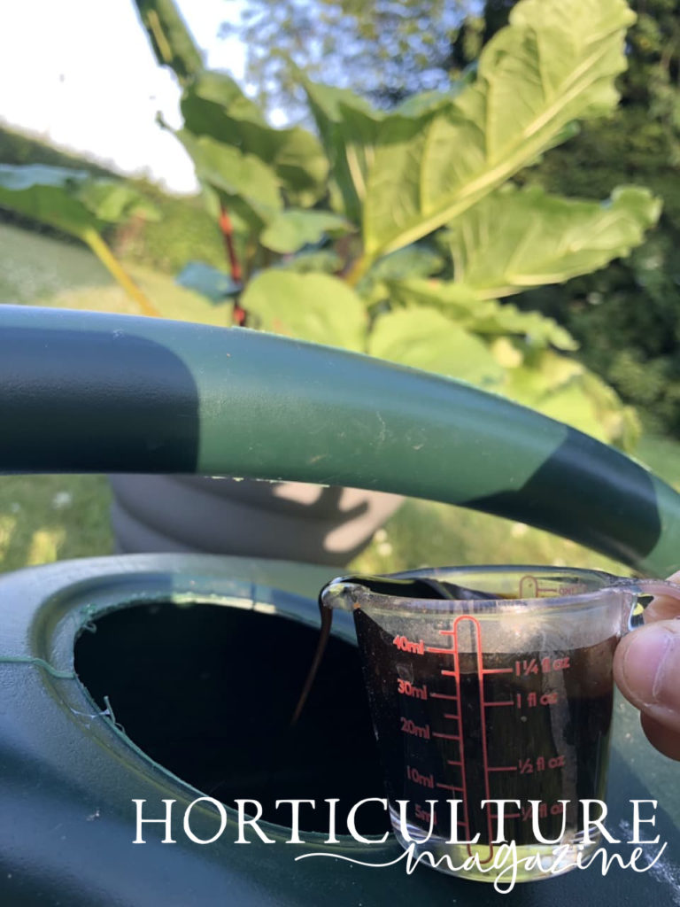 pouring fertiliser into a watering can with rhubarb foliage in the background