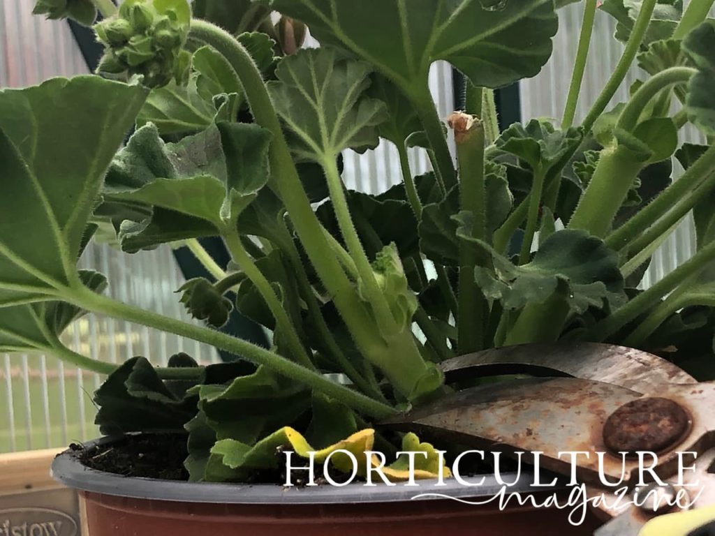 close up of geranium plant being cut by secateurs