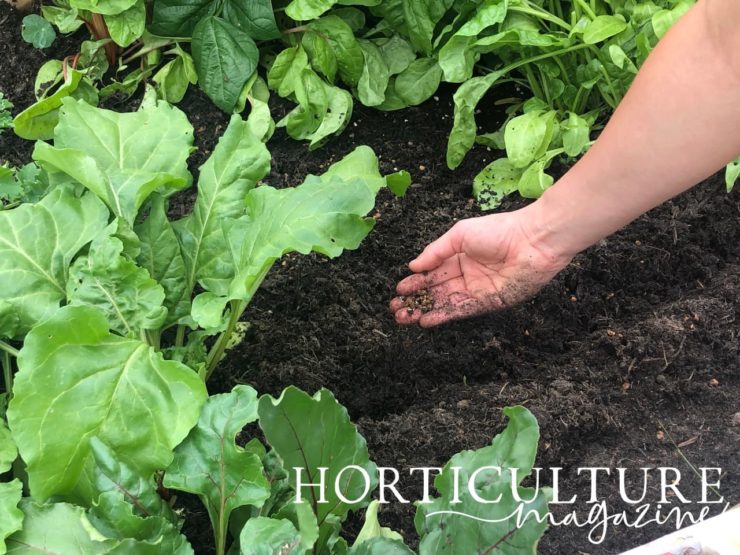 5 Steps To Grow Beetroot From Seed Horticulture.co.uk