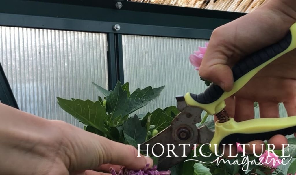 taking the flower head from a dahlia plant with secateurs