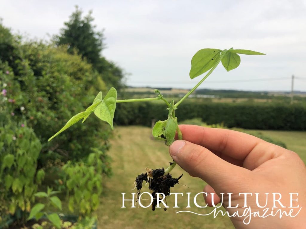 a dwarf french bean seedling held between the thumb and forefinger of a hand; large garden in the background