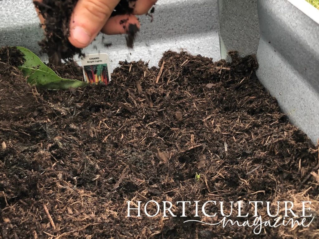 spreading compost over the top of chard seeds
