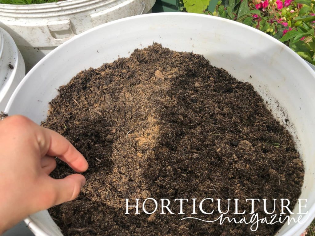 sowing beetroot seeds by hand in large white containers