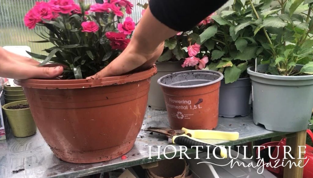 placing a dianthus plant in a large pot