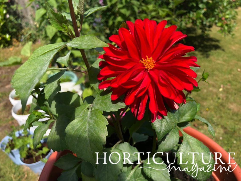 close up of a beautiful deep red dahlia flower