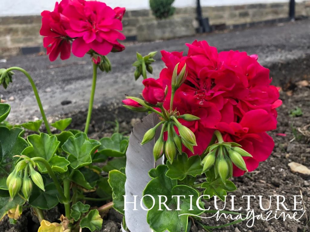 beautiful pink blooms of a geranium plant