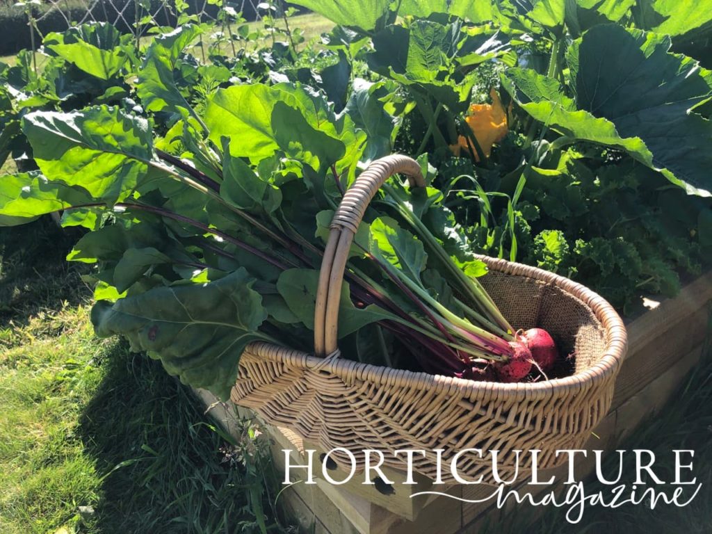 a beetroot basket with raised beds in the background
