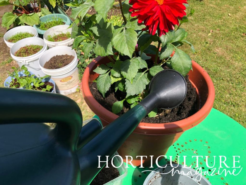 a watering can being used to fertilise a large potted dahlia
