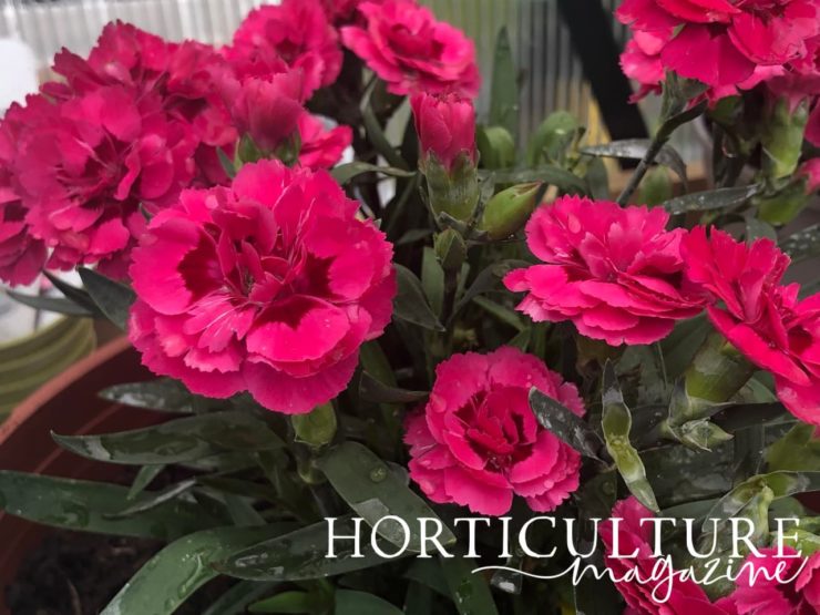 Growing Dianthus In Containers Horticulture Magazine