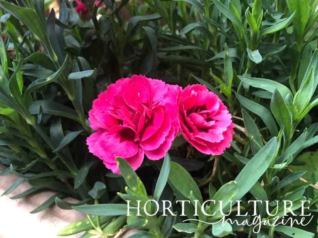 double flowering dianthus in a mass of green foliage