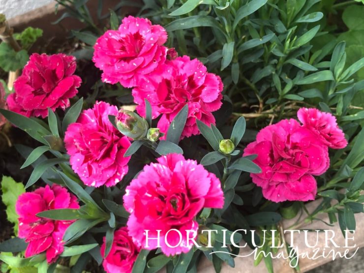 How To Grow Dianthus In Containers Horticulture.co.uk