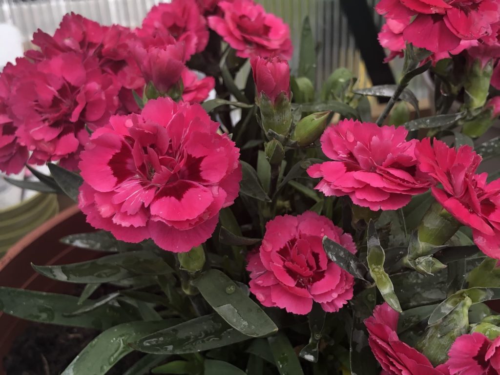 How To Deadhead Dianthus In 4 Steps Horticulture.co.uk