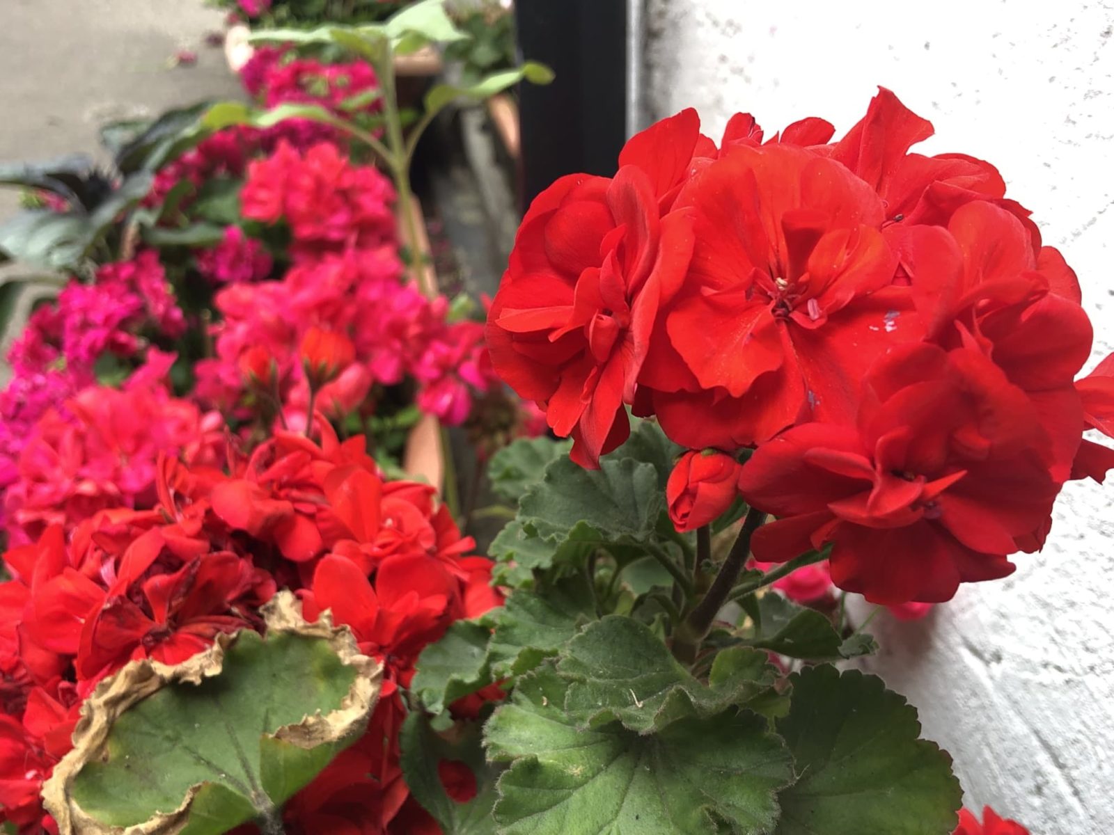 red flowering geraniums with visible wilting foliage