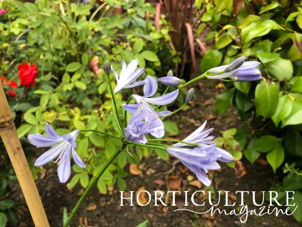 open agapanthus flowers in white and lilac, with various shrubs in the background
